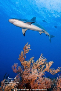 Sharks are the bomb diggity!  A reef shark glides over a ... by Susannah H. Snowden-Smith 